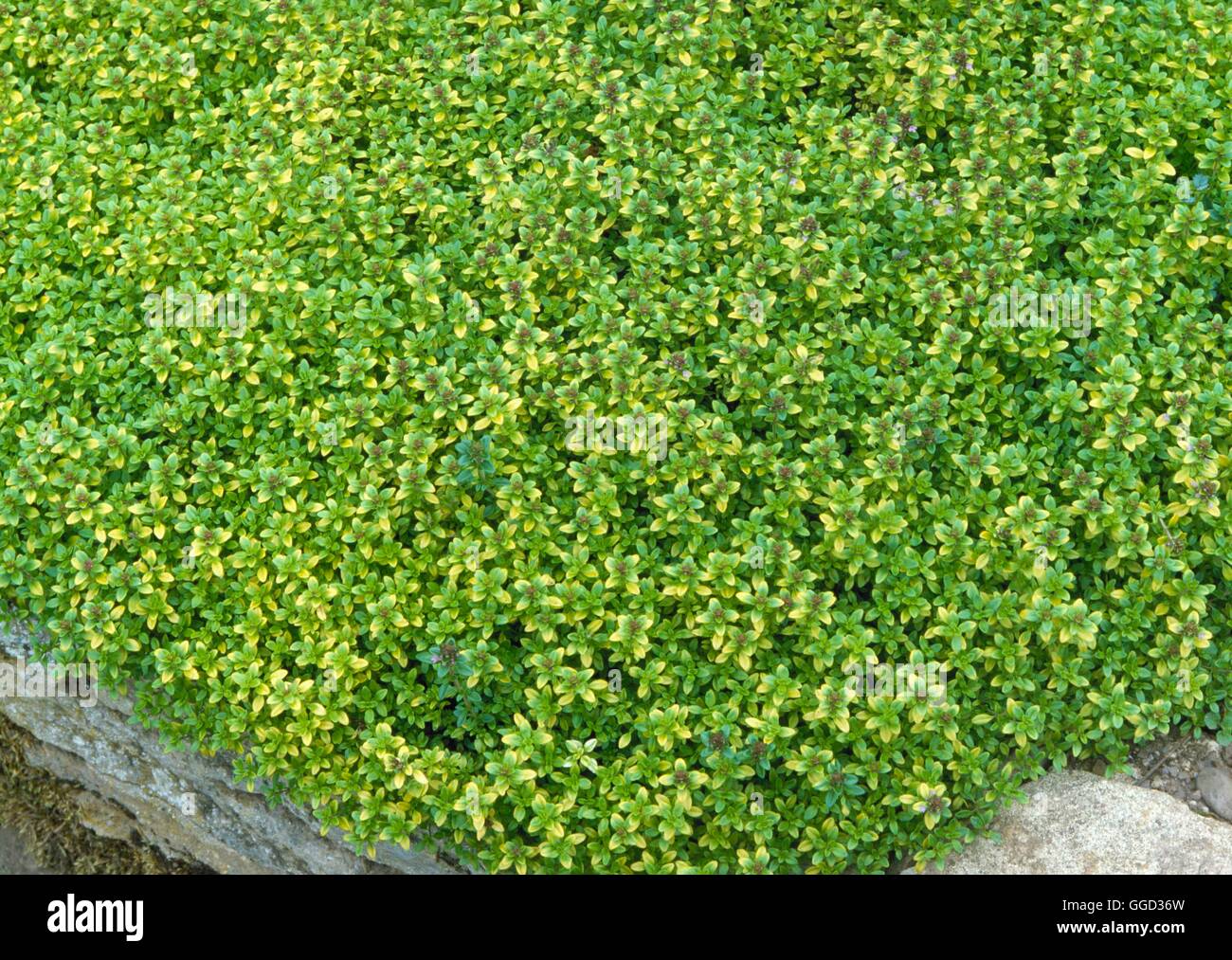 Thymus x citridorus - `Aureus'- - Golden Lemon Thyme   ALP043158 Stock Photo